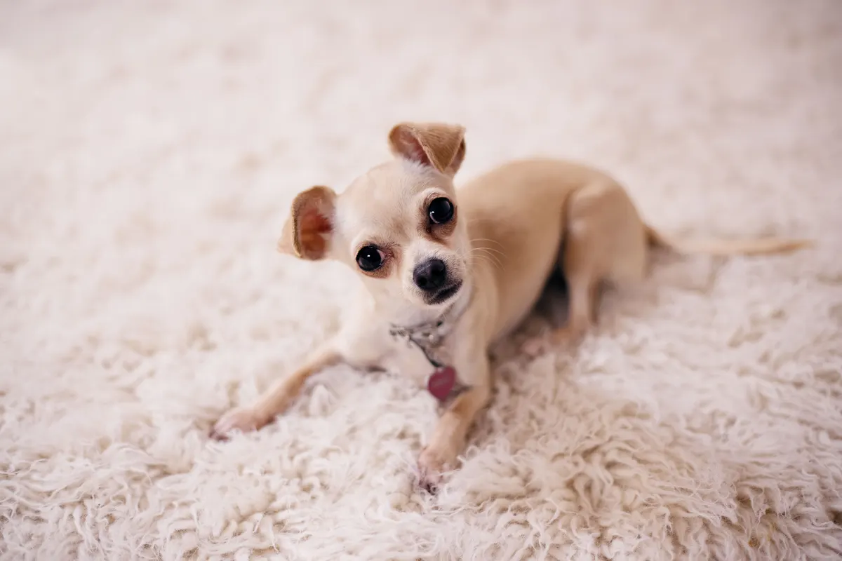 Dog on carpet, the moment before you need a pet stain remover