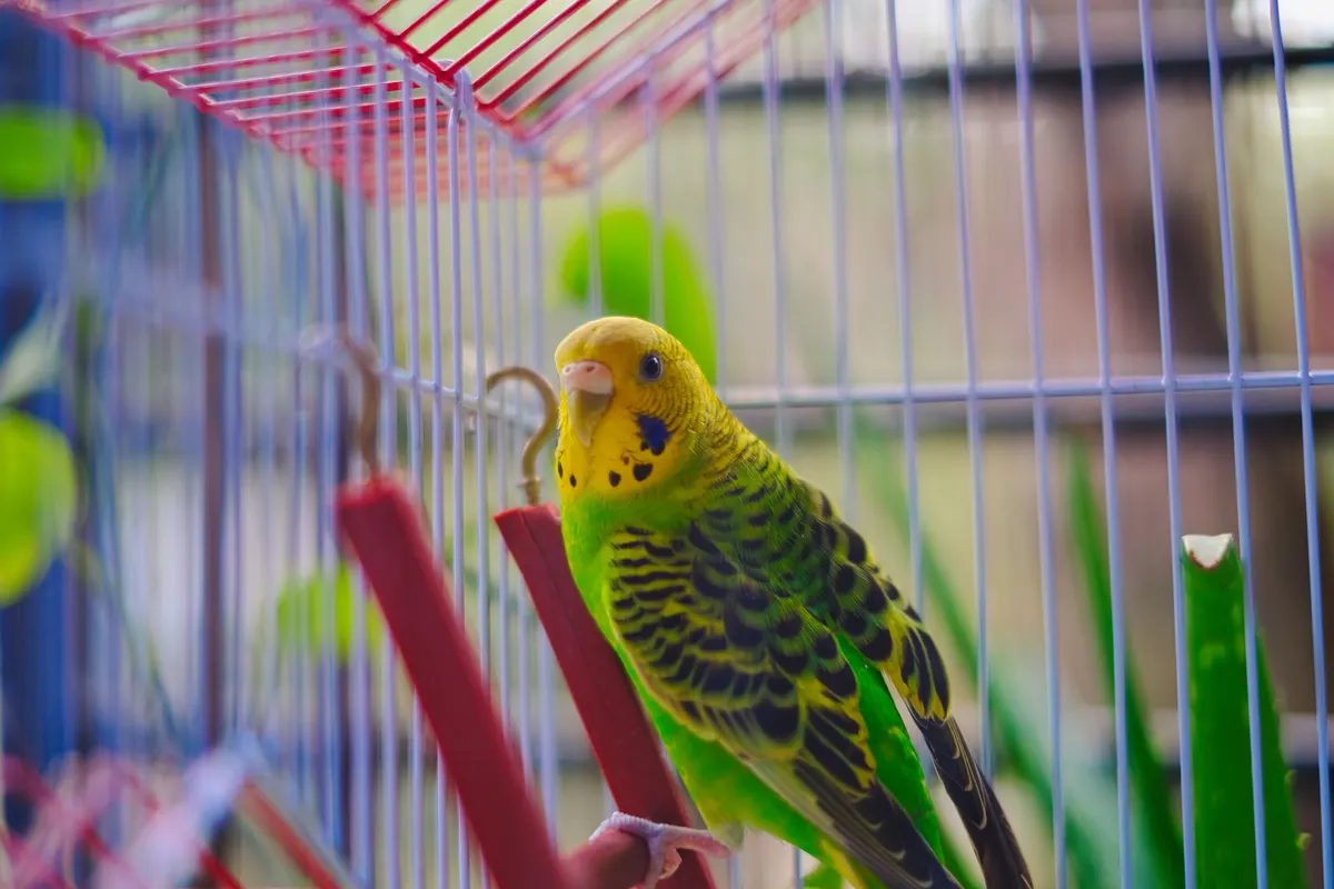 Bird supplies, the full guide to cages, perches, toys and feeding