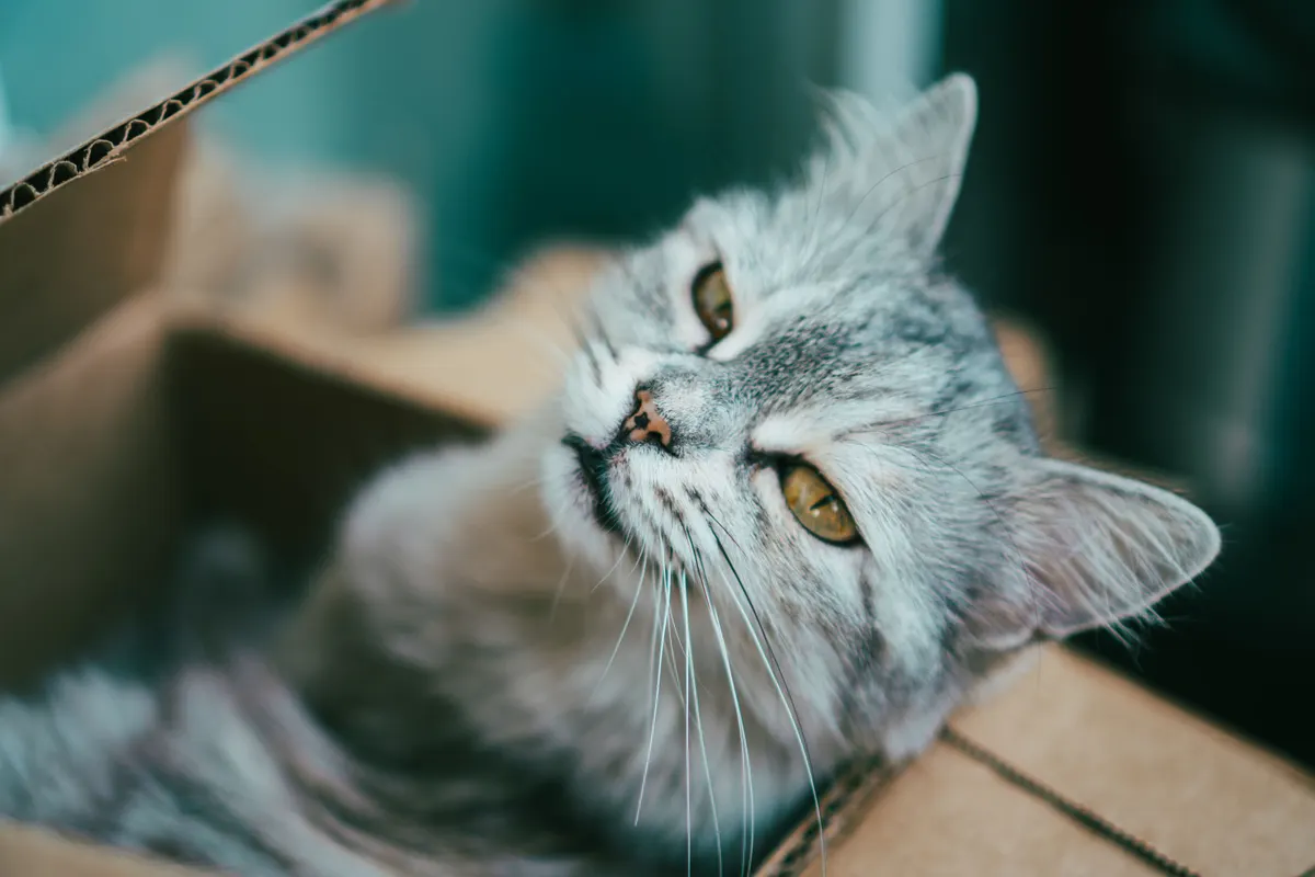 Cat litter box in a clean home, the full cat litter box guide