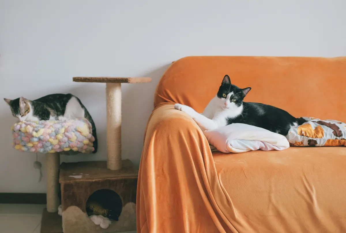 Cat trees in a living room, the full cat trees guide