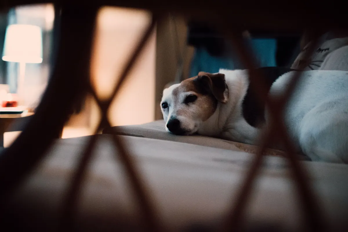 Dog beds, the full buying guide