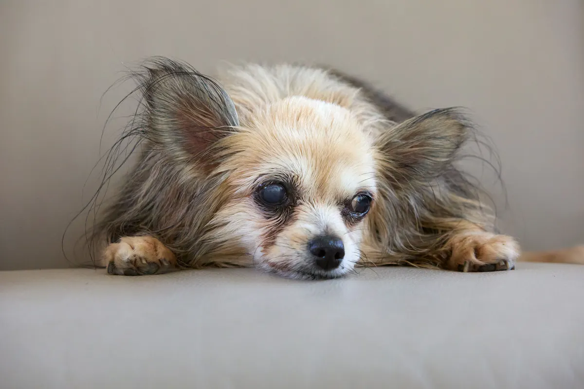 Dog anxiety products, the calming and safety gear that works