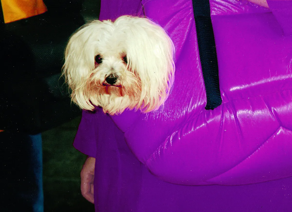 Dog in a soft carrier, every kind of dog carrier explained
