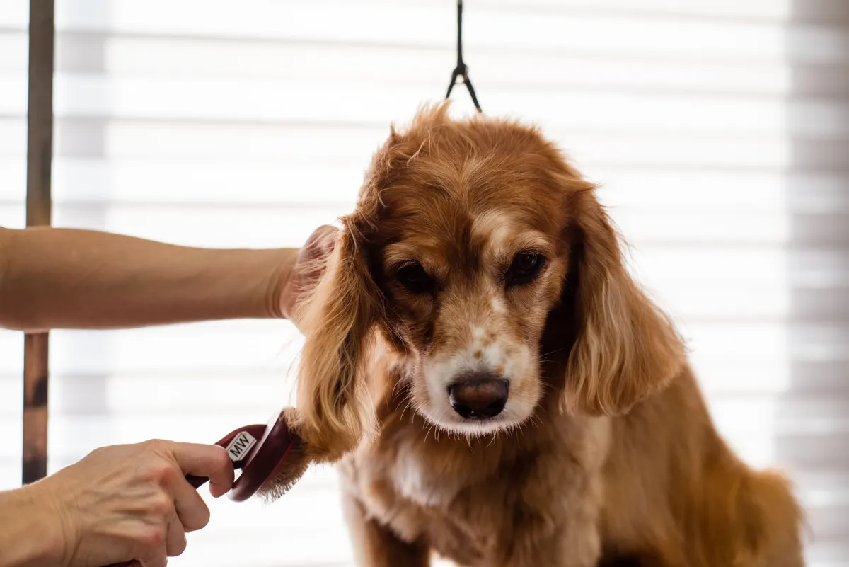 Dog grooming supplies laid out, the at-home kit