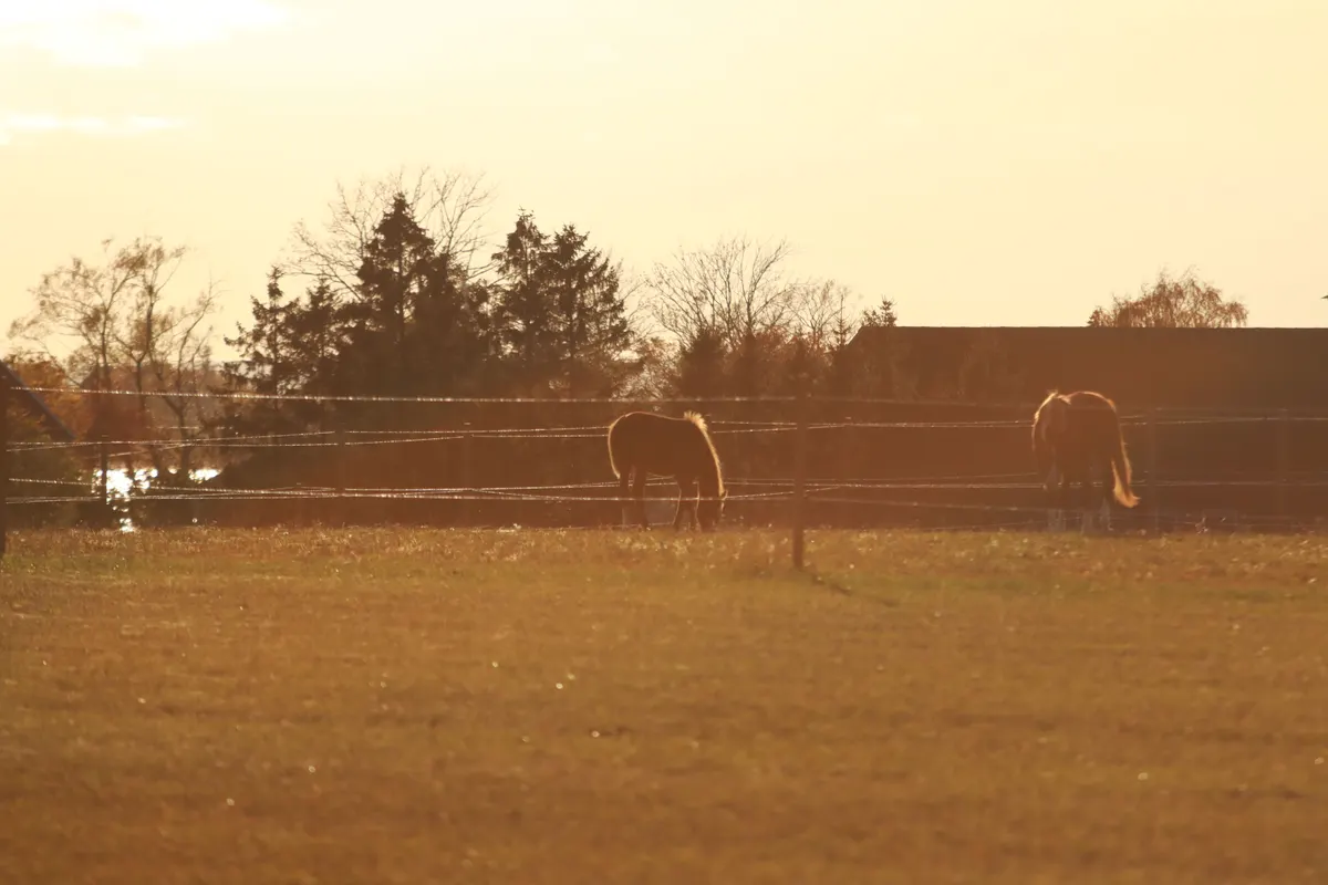 Horse supplies, the full guide to barn, pasture and fly season gear