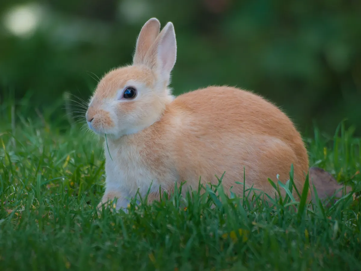 Rabbit supplies, the full guide to hutch, cage and indoor setup