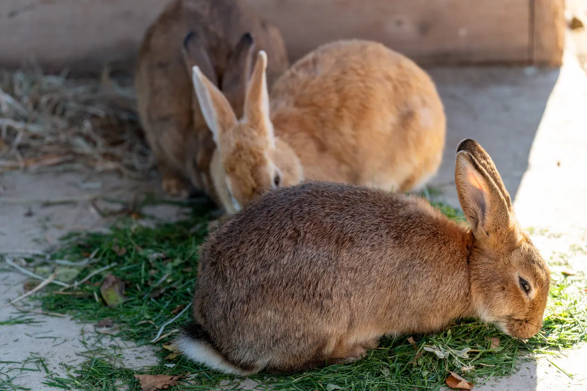 Rabbits grazing, hay and grass are what a rabbit eats all day