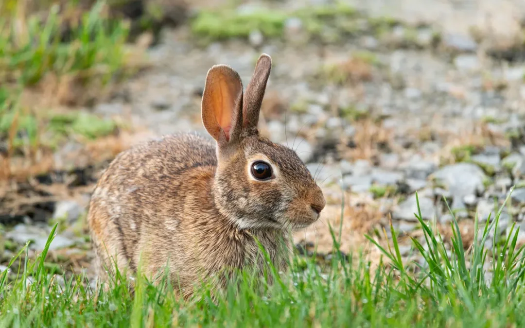 Best Rabbit Hutch 2026: My 11 Picks After Owning Several