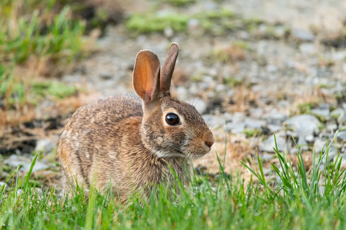Rabbit outdoors on grass, the animal a rabbit hutch has to house safely