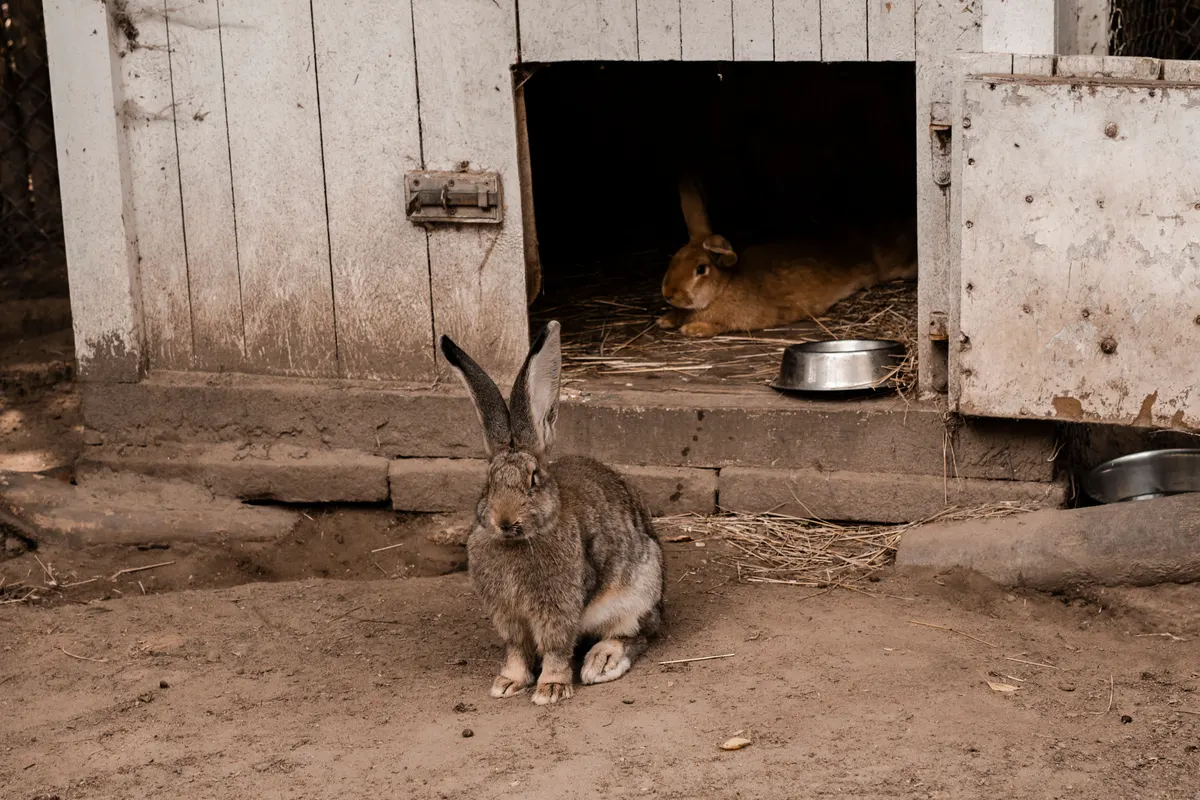 Rabbit in an outdoor hutch with a wire run