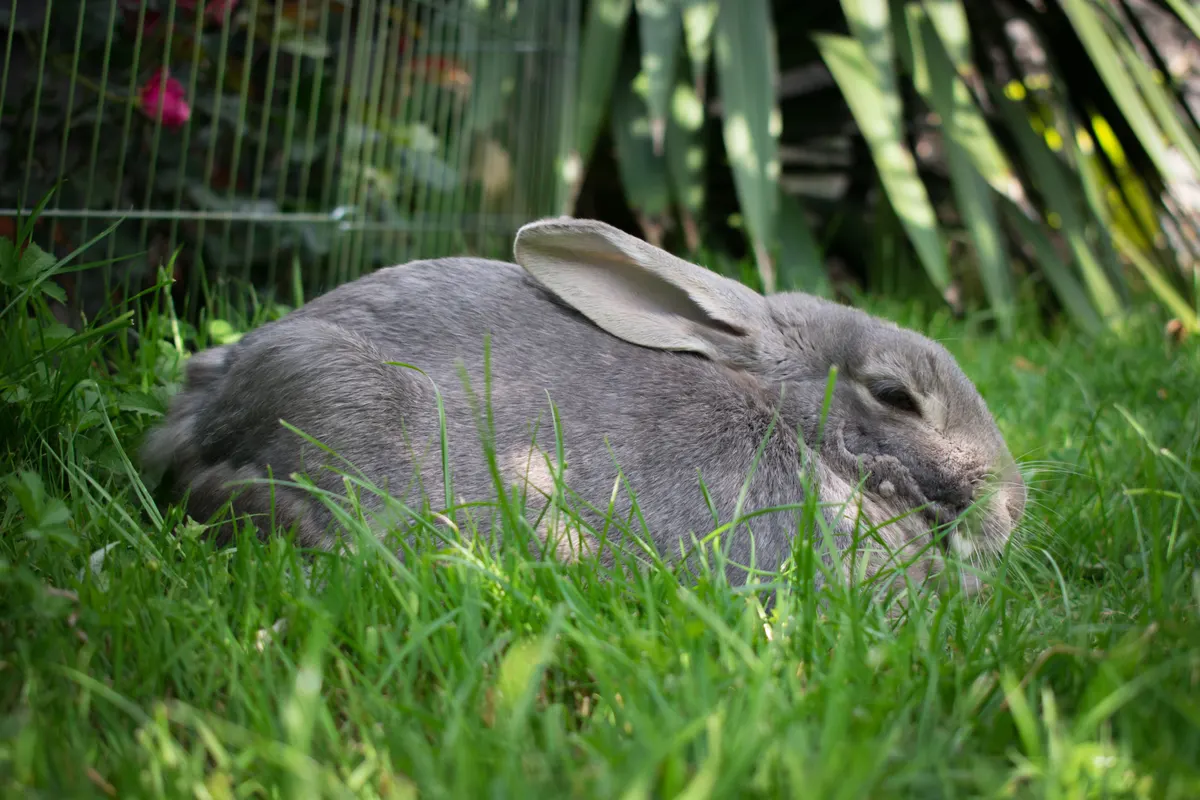 Rabbit stretched out resting, what a hutch has to give room for