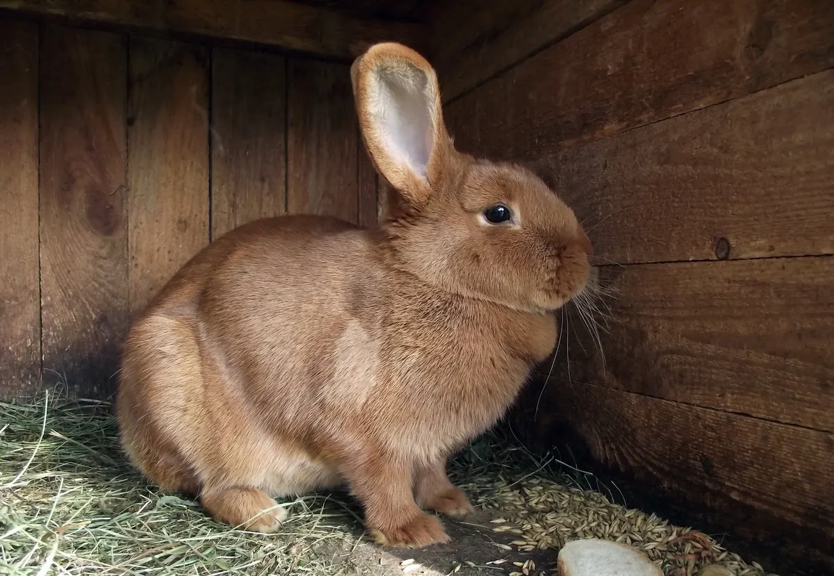 Rabbit in a wooden hutch with a wire door
