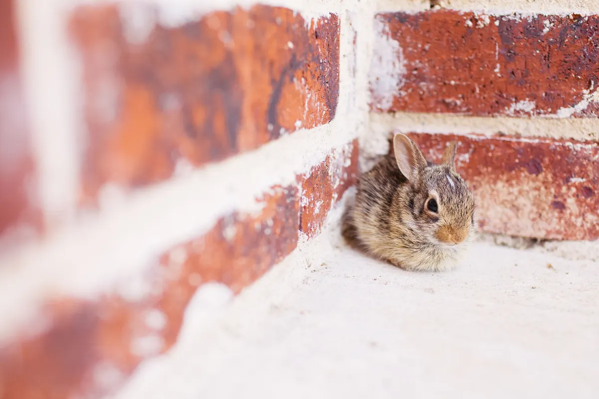 Rabbit settled in a corner, where a corner litter box goes