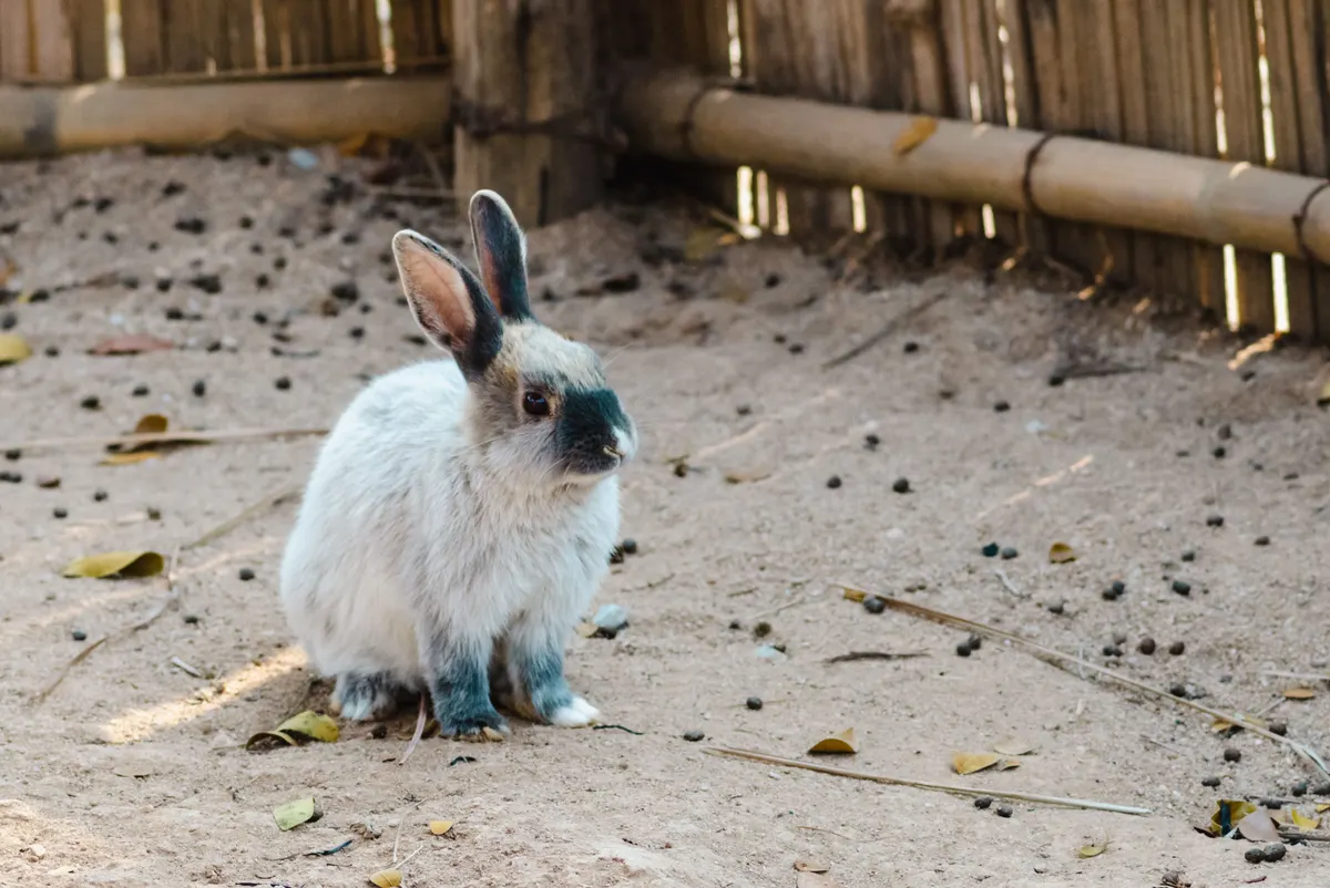 Rabbit in an open pen, the free roam half of an indoor rabbit cage setup