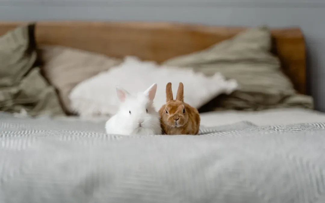 Best Rabbit Litter Box 2026: My 9 Picks After Owning Several