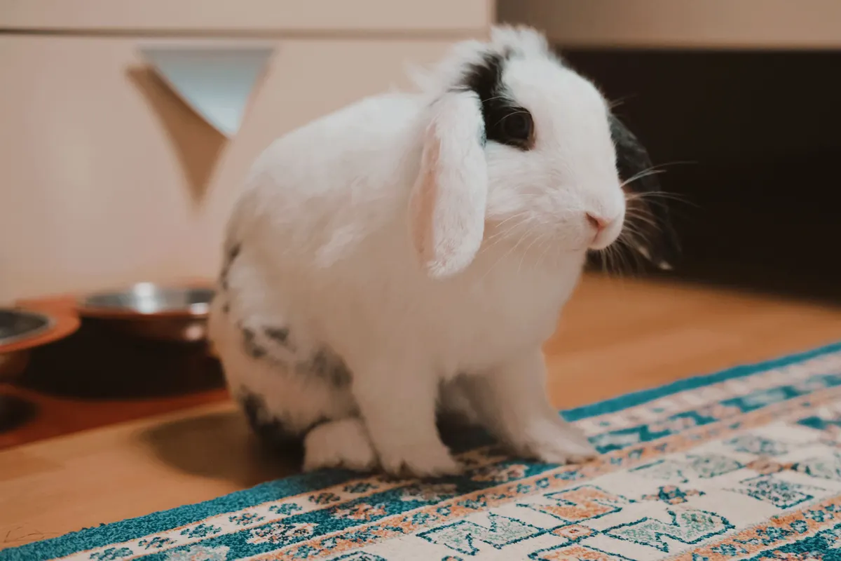 Rabbit resting on a rug outside its indoor rabbit cage