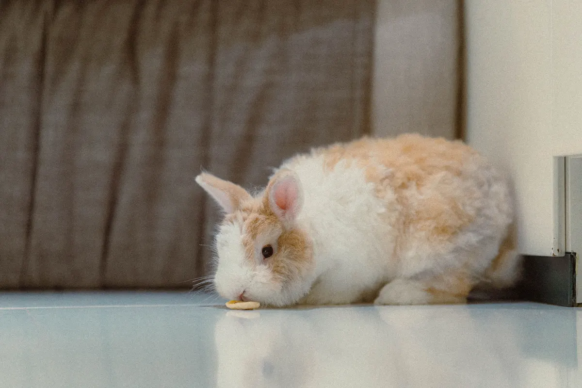 House rabbit on the floor of a room, litter trained and free roaming
