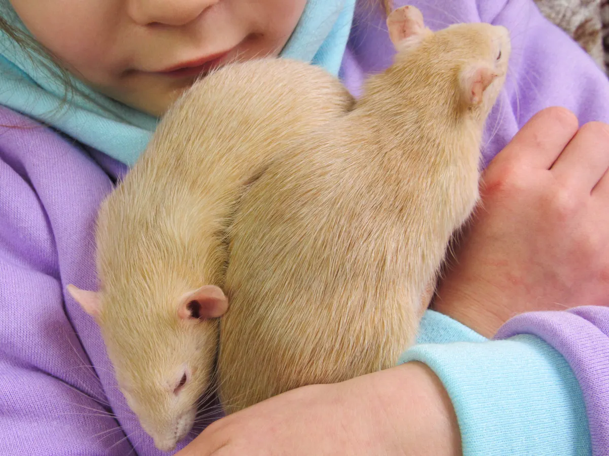 A pair of pet rats held close, the animals a rat cage has to hold