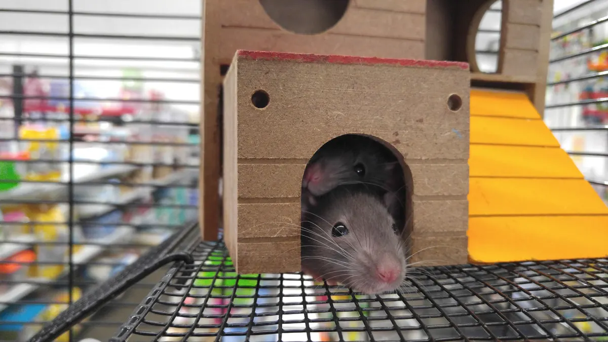 Pet rats peeking out of a cage hideout, the shelter a rat cage needs