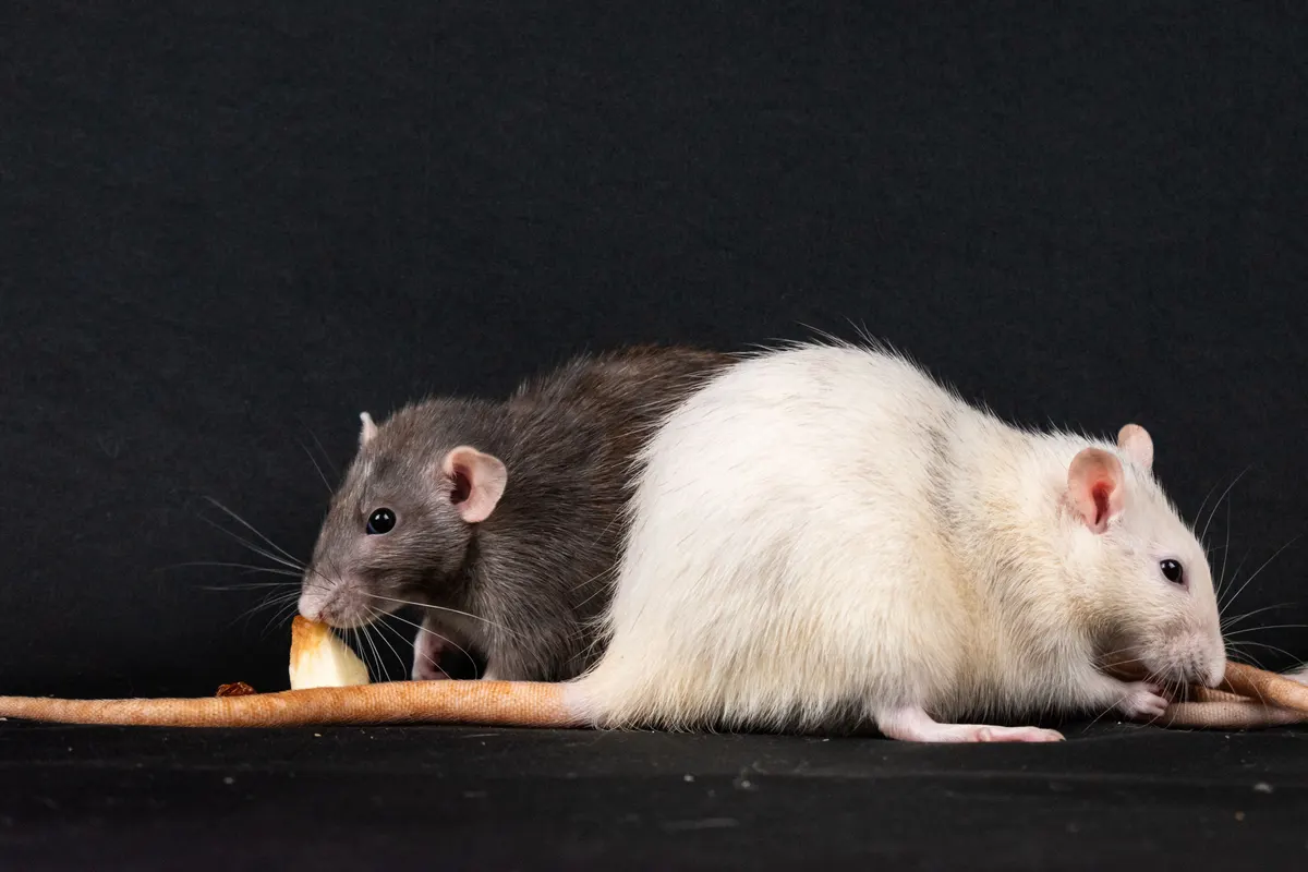 Two pet rats together, why a rat cage is sized for a pair