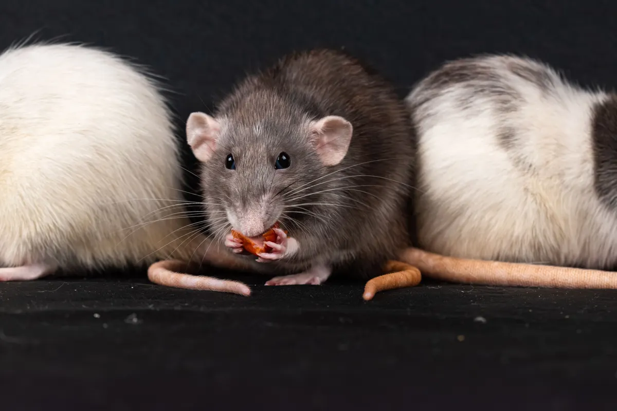 Three pet rats sharing food, the group size a rat cage has to fit