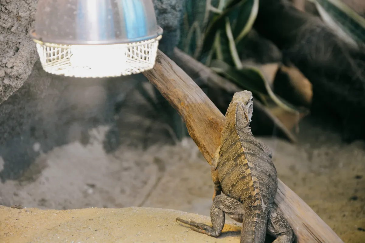 Reptile lamp fixture mounted over a habitat
