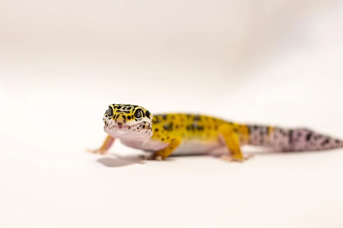 Leopard gecko on substrate inside a glass tank