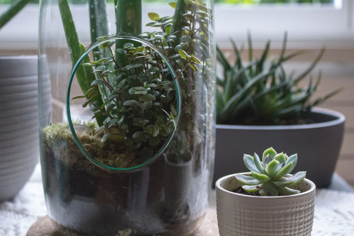 Planted glass terrarium, the look a finished enclosure aims for