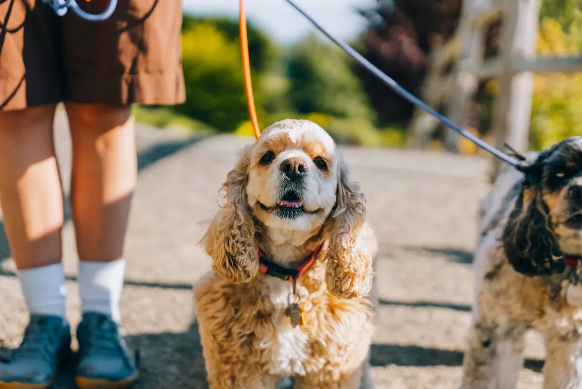 A dog walking calmly beside its handler in public, the situation a service dog vest is for