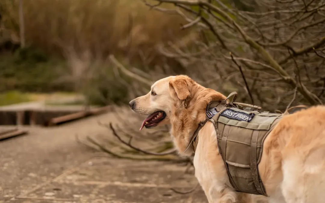 Best Service Dog Vest 2026: My 11 Picks After Owning Several