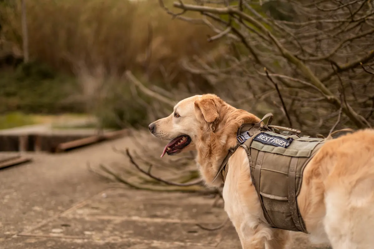 Service dog wearing a working service dog vest in public