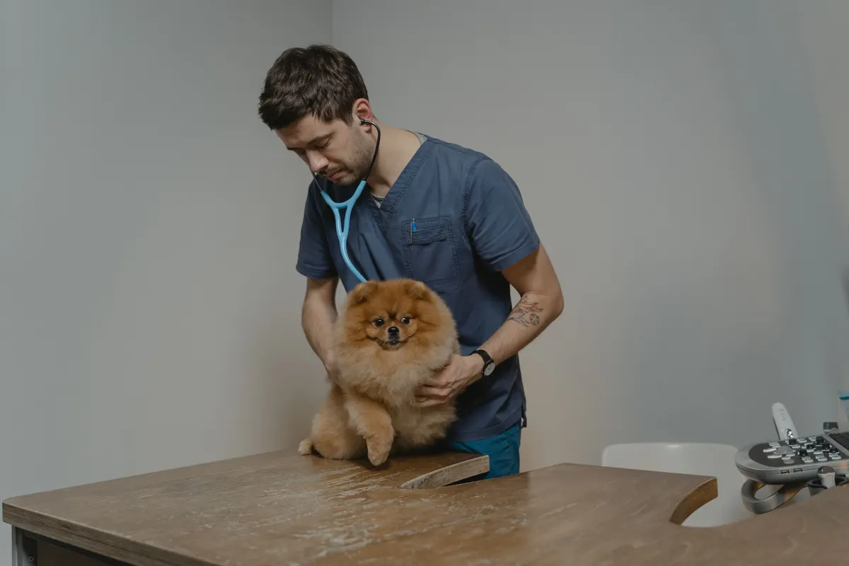 Signs your dog needs to go to the vet get confirmed by a veterinarian examining a dog on a clinic table