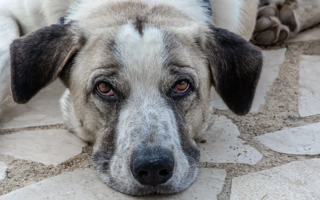 Signs your dog needs to go to the vet often start with a dog lying down and not getting up