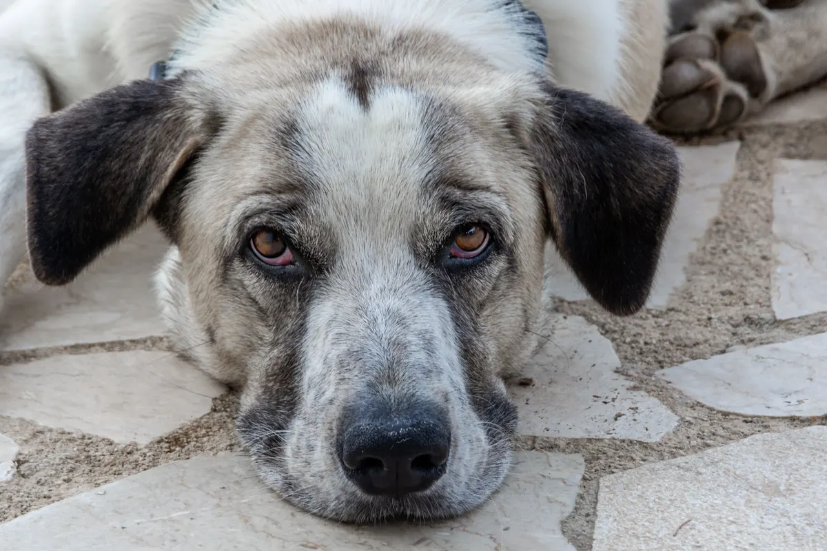 Signs your dog needs to go to the vet often start with a dog lying down and not getting up