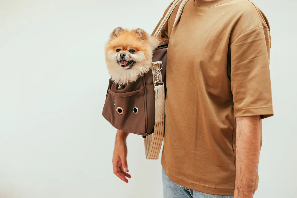 Small dog looking out of a carrier bag, the everyday dog carrier