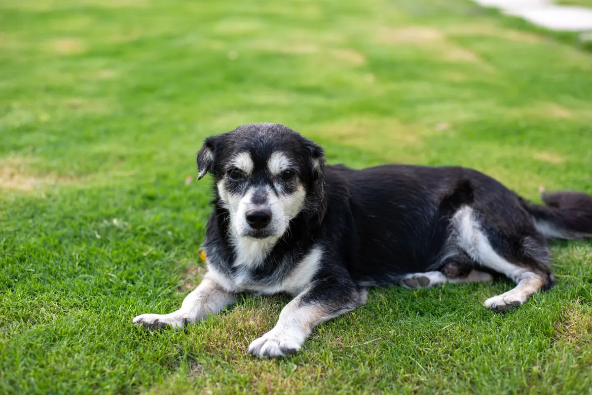 Older small dog resting on grass, the senior dog a stroller is bought for