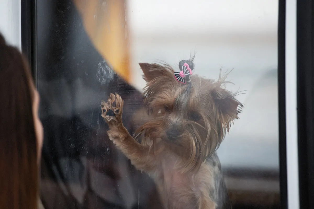 Small dog looking out of a window, the size of dog an airline approved dog carrier suits