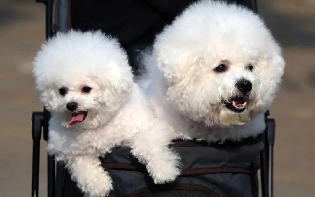 Best Dog Stroller for Small Dogs 2026: My 10 Picks After Owning Several