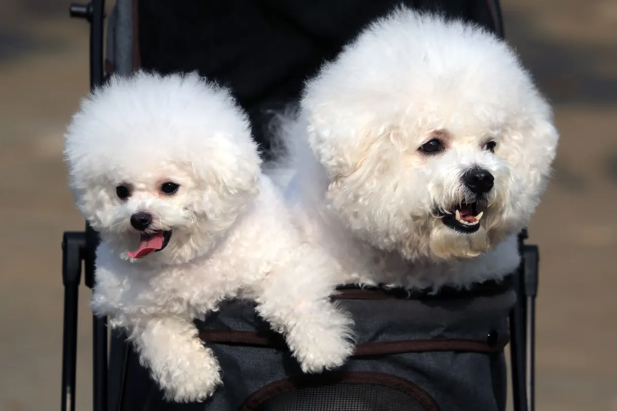 Two small dogs riding in a pet stroller, the job dog strollers for small dogs do