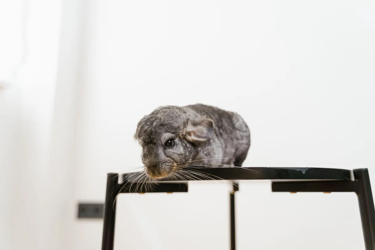 Chinchilla, a jumper that needs a tall cage