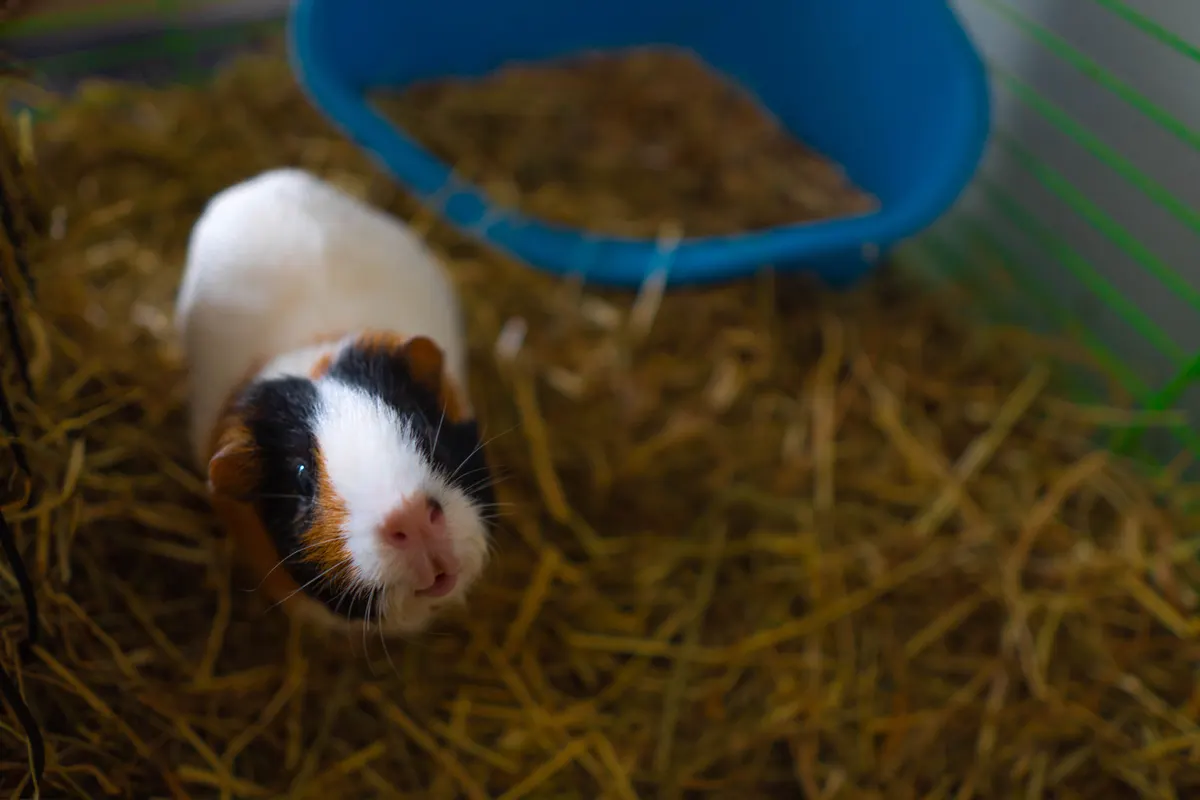 Guinea pig on bedding inside its cage