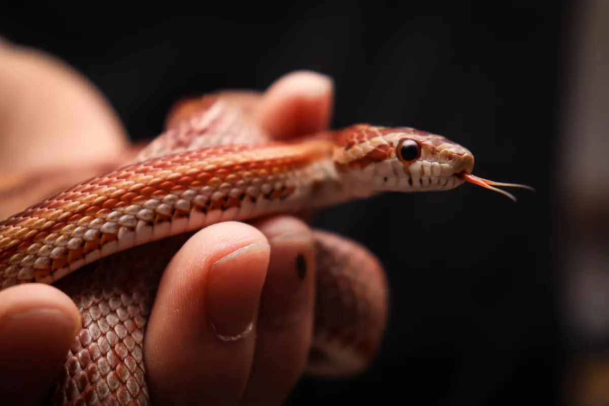 Corn snake held in a keeper's hands, the species a 36 inch snake enclosure suits