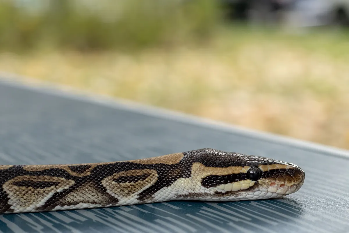 Close detail of ball python scales, the animal a snake enclosure has to hold