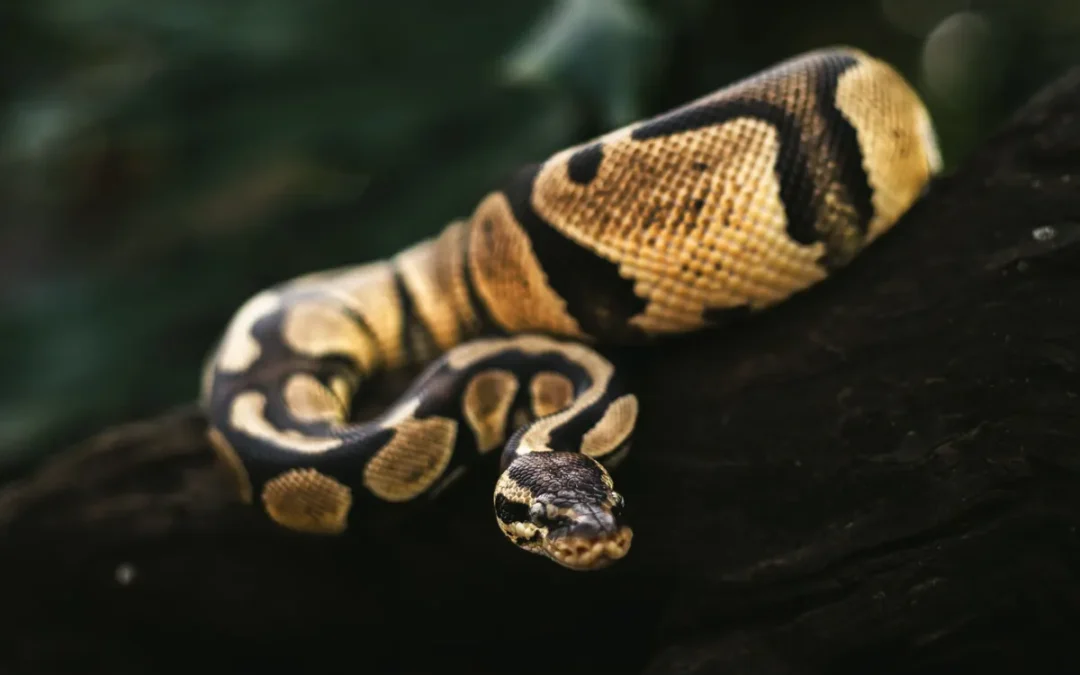 Best Snake Enclosure 2026: My 9 Picks After a Research Day