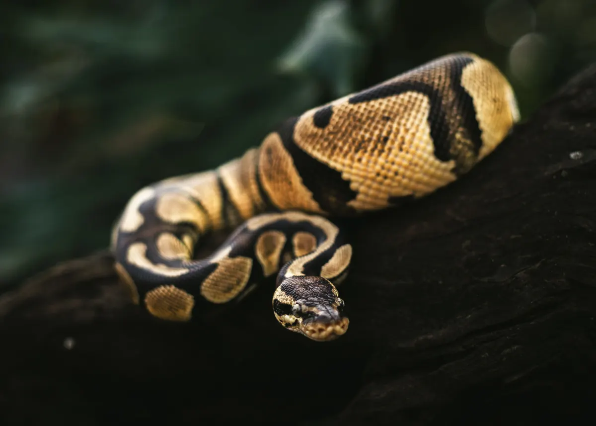 Ball python coiled on a log, the adult a four foot snake enclosure is sized for