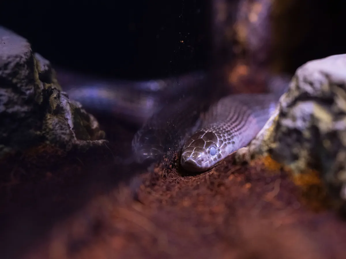 Snake resting inside a planted snake enclosure with front opening doors