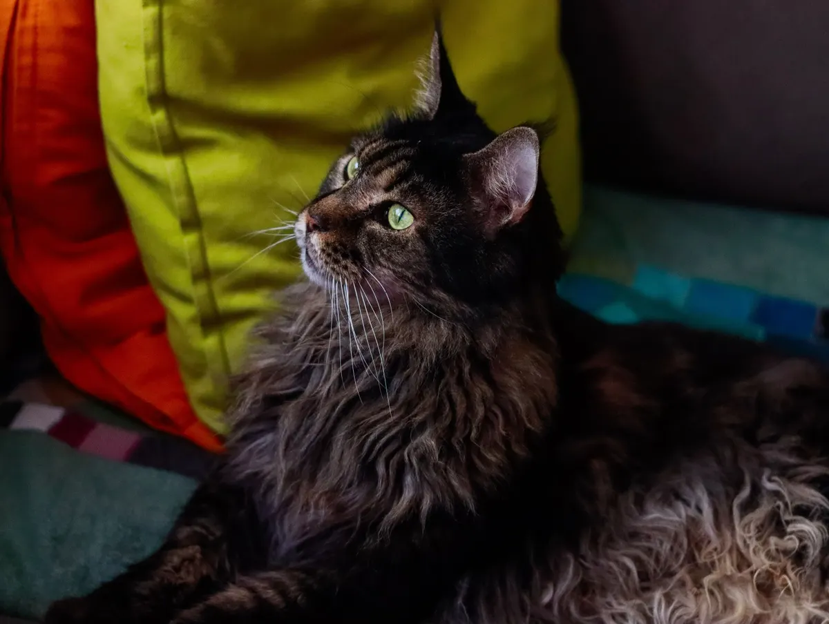 A big Maine Coon indoors, the cat that needs an XL stainless steel cat litter box