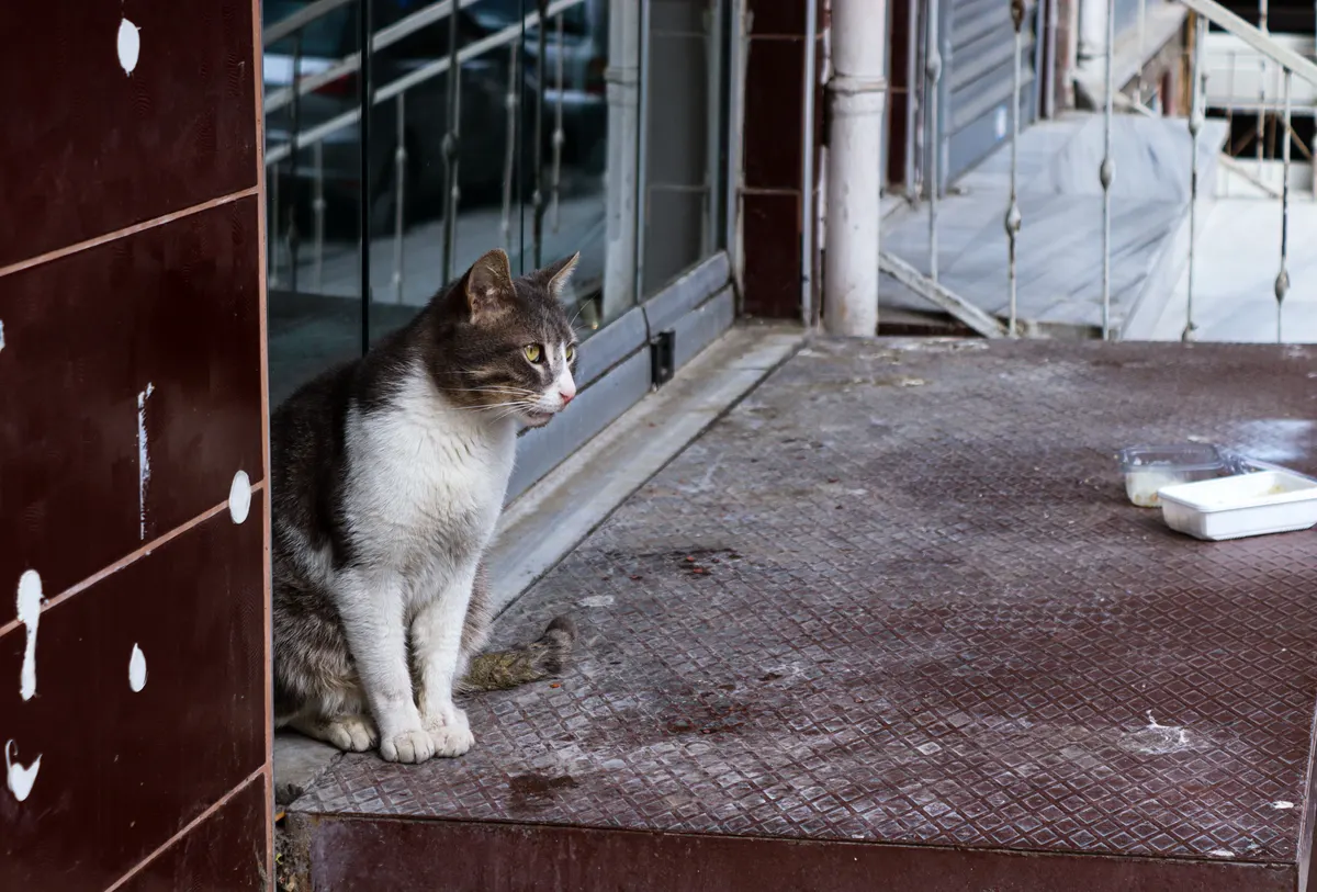 Stray cat on a porch, where a heated outdoor cat house usually ends up