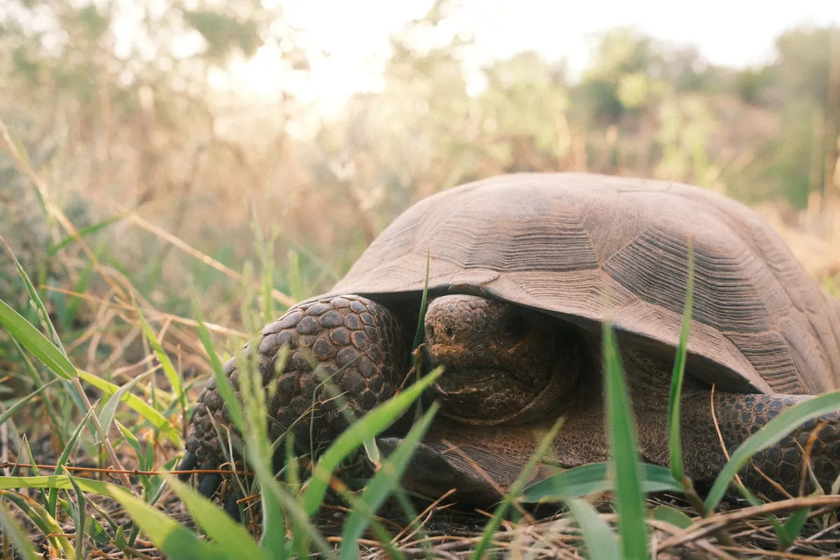 Desert tortoise walking, the animal a tortoise enclosure has to hold
