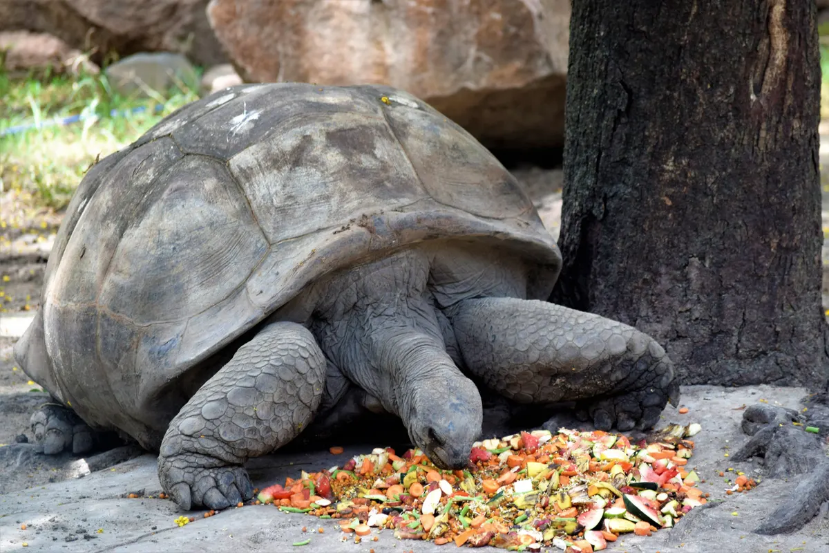Tortoise eating greens, feeding inside a tortoise enclosure